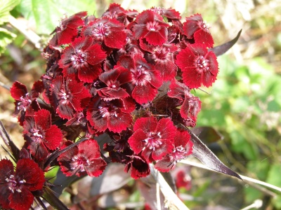 Dianthus barbatus 'Monksilver Black'